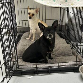 Chihuahua Dogs Available for Adoption in Groveland, Massachusetts - Sally | PetCurious