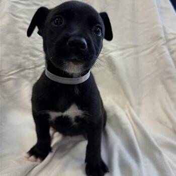 Leaf -  Shepherd and Mixed Breed Dog for Adoption in Long Beach, California - Leaf | PetCurious