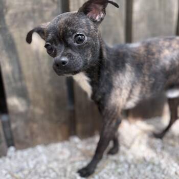 Chihuahua Dogs Available for Adoption in Boca Raton, Florida - Sebastian | PetCurious