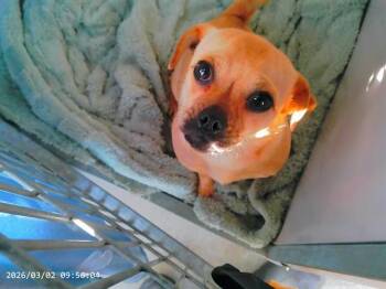 Pug and Mixed Breed Dogs Available for Adoption - A611529 | PetCurious