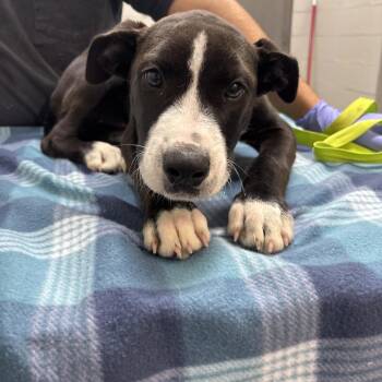 Duck -  Black Labrador Retriever and Mixed Breed Dog for Adoption in Clanton, Alabama - Duck | PetCurious