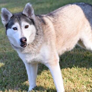 Rescue Husky Dogs for Adoption in Sugar Land, Texas - Amari | PetCurious