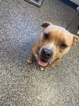 Mixed Breed Dogs Available for Adoption in Columbia, Tennessee - Velma | PetCurious