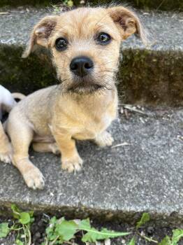 Chihuahua and Terrier Dogs Available for Adoption in Portland, Oregon - Megatron | PetCurious