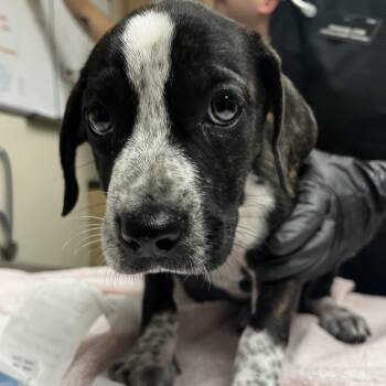 Aviva -  Mixed Breed Dog for Adoption in Lakeland, Florida - Aviva | PetCurious