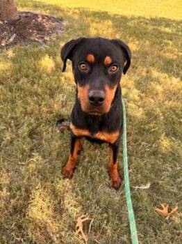 Arnold -  Rottweiler and Mixed Breed Dog for Adoption in Fort Worth, Texas - Arnold | PetCurious