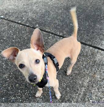 Rickey -  Chihuahua Dog for Adoption in Pass Christian, Mississippi - Rickey | PetCurious