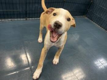 American Staffordshire Terrier and Mixed Breed Dogs Available for Adoption - Umami | PetCurious