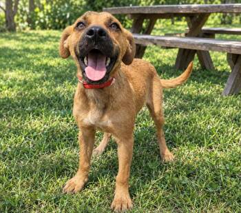 Nutmeg -  Mixed Breed Dog for Adoption in Orangeburg, South Carolina - Nutmeg | PetCurious
