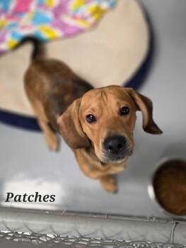 Patches -  Beagle and Basset Hound Dog for Adoption in Brookville, Ohio - Patches | PetCurious
