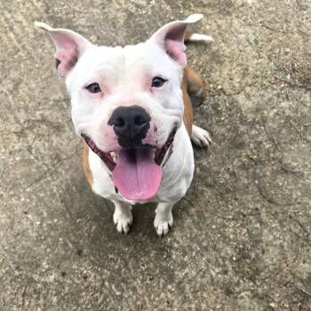 Rescue American Bulldog and Mixed Breed Dogs for Adoption in Tylertown, Mississippi - Benny | PetCurious