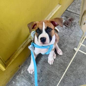 Andre -  Retriever Dog for Adoption in Valley Stream, New York - Andre | PetCurious