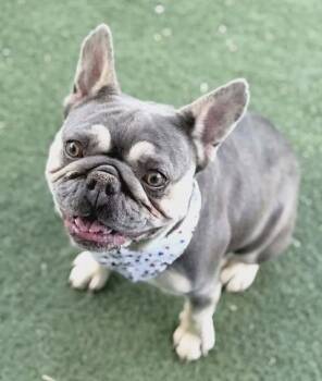 Greta -  French Bulldog Dog for Adoption in Fruit Heights, Utah - Greta | PetCurious