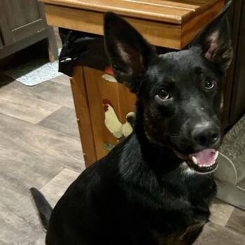 Belgian Shepherd Malinois Dogs Available for Adoption in Ennis, Texas - Charlie Dean | PetCurious