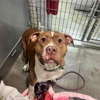 Mr. Rex -  Mixed Breed Dog for Adoption in Bismarck, North Dakota - Mr. Rex | PetCurious