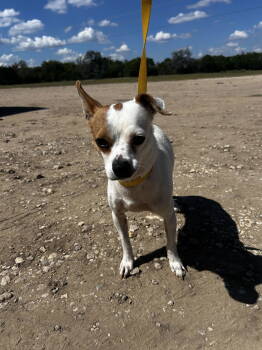 Rescue Chihuahua Dogs for Adoption - Gumpy | PetCurious