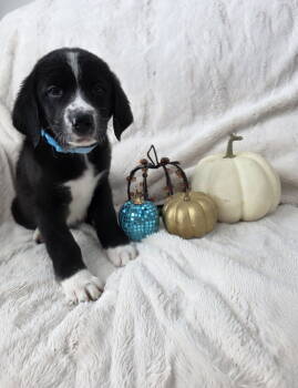 Rescue Border Collie and Australian Shepherd Dogs for Adoption in Midway, Utah - Big Foot | PetCurious