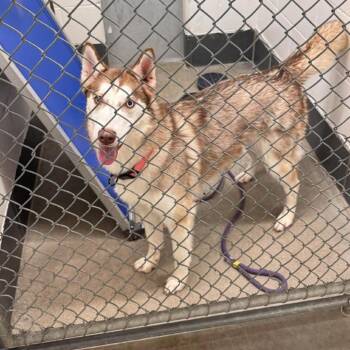 Persephone -  Husky Dog for Adoption in Manhattan, Kansas - Persephone | PetCurious