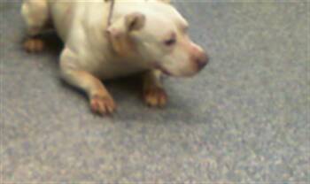 Pit Bull Terrier Dogs Available for Adoption - JULIA | PetCurious