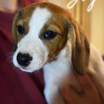 Joy -  Beagle and Mixed Breed Dog for Adoption in Opelika, Alabama - Joy | PetCurious