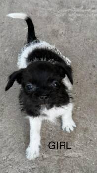 Chihuahua and Shih Tzu Dogs Available for Adoption - Paris (Meet Me 2/14/26) | PetCurious
