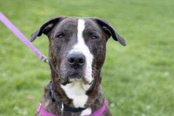 Nori -  Pit Bull Terrier and Mixed Breed Dog for Adoption in Minneapolis, Minnesota - Nori | PetCurious