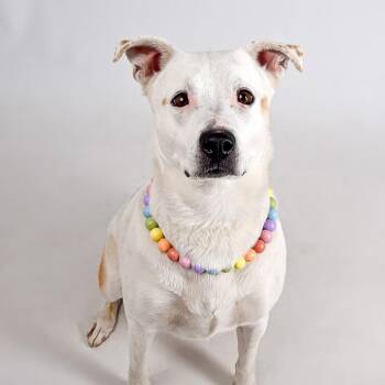 Mixed Breed Dogs Available for Adoption in Murray, Utah - Dolly | PetCurious