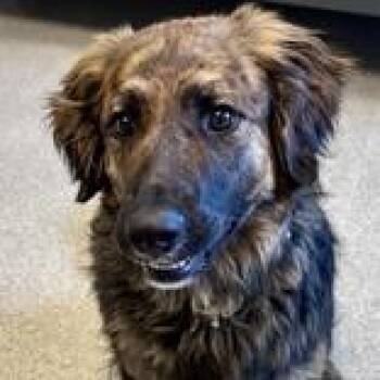 Mixed Breed Dogs Available for Adoption - Pepper | PetCurious