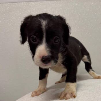 Janis -  Cavalier King Charles Spaniel and Pit Bull Terrier Dog for Adoption in West Chester, Pennsylvania - Janis | PetCurious