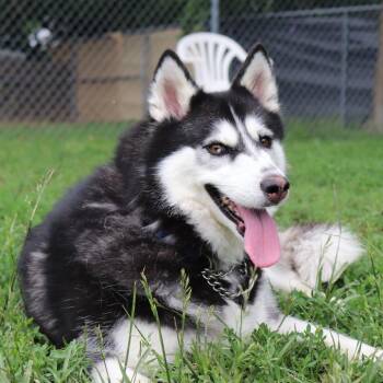 Husky and Mixed Breed Dogs Available for Adoption in Springfield, Illinois - Frya | PetCurious