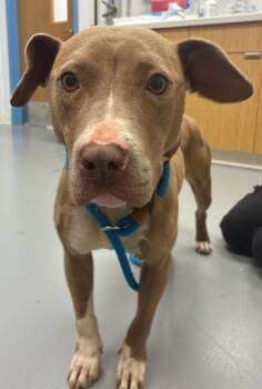 Pit Bull Terrier and Terrier Dogs Available for Adoption in Hartsville, South Carolina - Tumble | PetCurious