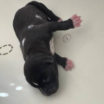 Mixed Breed Dogs Available for Adoption in Columbus, Georgia - Ashley 0603 | PetCurious