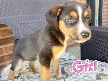 Minnie and Mickey -  Jack Russell Terrier and Rat Terrier Dog for Adoption in Armada, Michigan - Minnie And Mickey | PetCurious