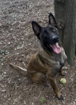 Belgian Shepherd Malinois Dogs Available for Adoption in Imlay City, Michigan - Judge - Located In Arkansas | PetCurious
