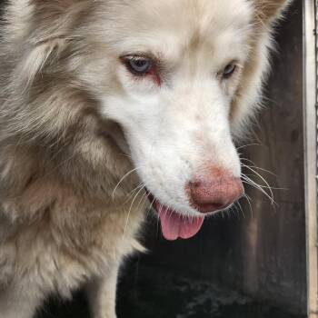 Snowflake -  Husky Dog for Adoption in Birmingham, Alabama - Snowflake | PetCurious