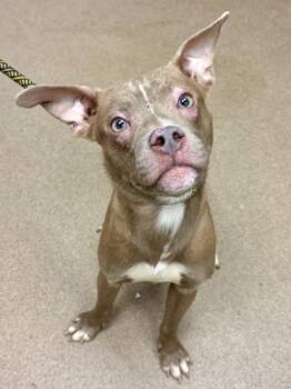 Alberto -  Mixed Breed Dog for Adoption in Chamblee, Georgia - Alberto | PetCurious
