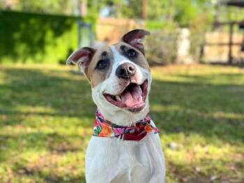 Pit Bull Terrier Dogs Available for Adoption - Aria The Girl With A Beautiful Smile | PetCurious