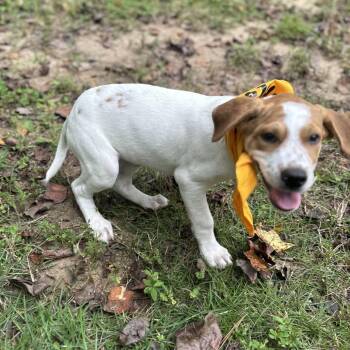 Boone -  Mixed Breed Dog for Adoption in Auburn, Alabama - Boone | PetCurious