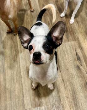 Fenwick -  Chihuahua and Rat Terrier Dog for Adoption in New York, New York - Fenwick | PetCurious