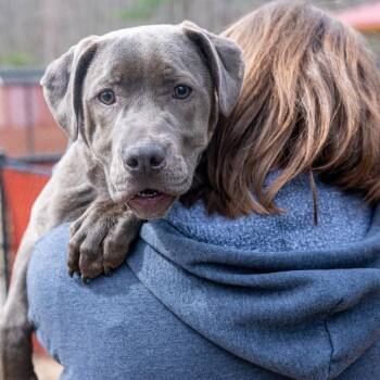 Mixed Breed Dogs Available for Adoption in Kennebunk, Maine - Smokey | PetCurious