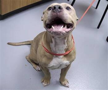 ZAZU -  Pit Bull Terrier and Mixed Breed Dog for Adoption in St. Cloud, Florida - ZAZU | PetCurious