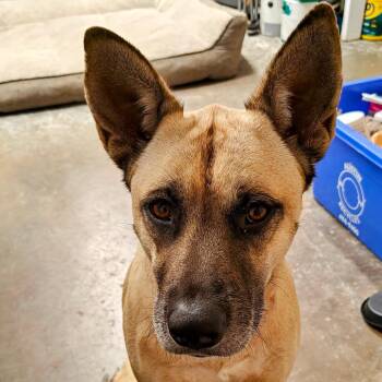 German Shepherd Dog Dogs Available for Adoption in Austin, Texas - Sparky | PetCurious