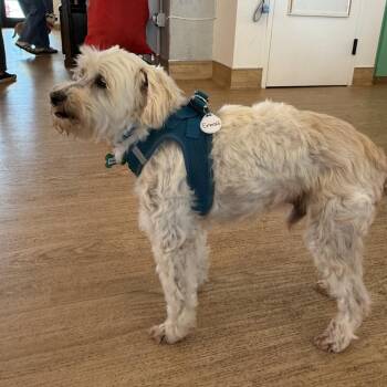 Emerald 14240 -  Maltese and Miniature Poodle Dog for Adoption in San Francisco, California - Emerald 14240 | PetCurious