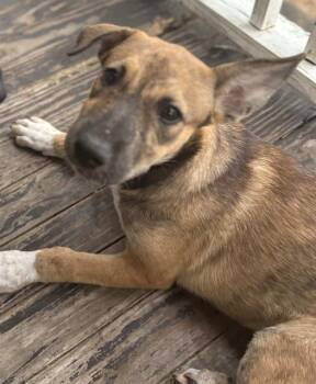 Rescue Australian Cattle Dog Blue Heeler Dogs for Adoption in San Antonio, Texas - OPHELIA | PetCurious