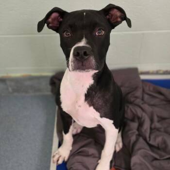 Mixed Breed Dogs Available for Adoption in East Hanover, New Jersey - Ralphie | PetCurious