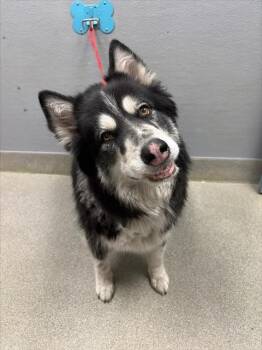 MOMO -  Siberian Husky Dog for Adoption in Las Vegas, Nevada - MOMO | PetCurious