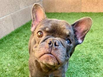 SAVE ME PLEASE Campbell - IDA554445 -  French Bulldog Dog for Adoption in San Marcos, California - SAVE ME PLEASE Campbell - IDA554445 | PetCurious