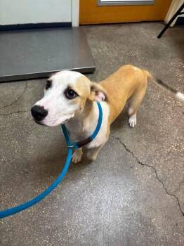 Sassy -  Mixed Breed Dog for Adoption in Ocala, Florida - Sassy | PetCurious