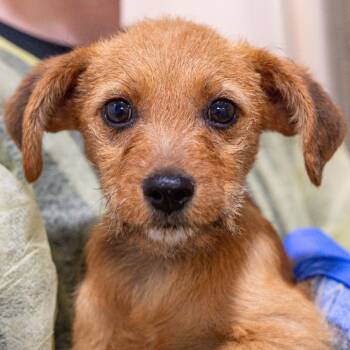 Gustopher *Avail by Appt* -  Mixed Breed Dog for Adoption in Kennebunk, Maine - Gustopher *Avail By Appt* | PetCurious