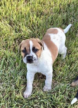 Turtle -  Beagle and Boxer Dog for Adoption - Turtle | PetCurious